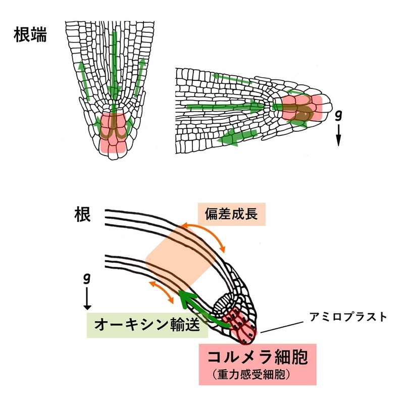 〔プレスリリース〕植物の根に重力方向を伝える新しい因子の発見 ～オーキシンを重力側へより多く分配するしくみ～