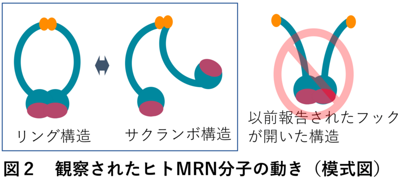 〔プレスリリース〕見えた！ゲノムDNAを修復する酵素のすがた 〜高速原子間力顕微鏡により解明された分子レベルの酵素の動き〜