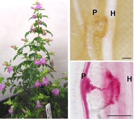 〔プレスリリース〕寄生植物の宿主植物への侵入に必要な遺伝子を同定 ～深刻な病害寄生植物の防除法開発に期待〜 