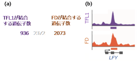 〔プレスリリース〕花を咲かせないようにする仕組みを発見 花成ホルモン「フロリゲン」と抑制因子が共通のパートナーを奪い合い 開花時期の操作や食糧増産に期待