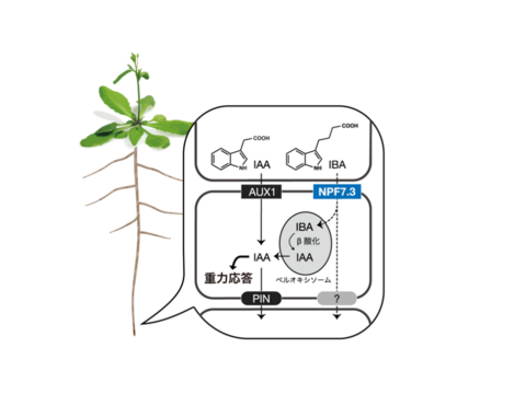 〔プレスリリース〕根が重力方向に曲がる新たな仕組みを解明 －インドール酪酸から作られるオーキシンの新たな機能の発見－