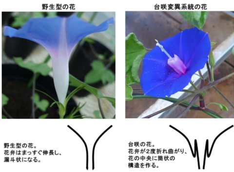〔プレスリリース〕アサガオの花びら（花冠）がまっすぐに伸びる力学的な仕組みを解明