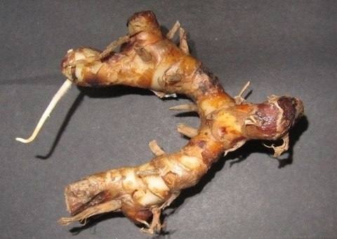 〔プレスリリース〕タイショウガの成分が異常な免疫反応を抑制する仕組みを解明 ～ミトコンドリアのダメージを軽減して対応～ 多様な病気の予防・治療薬の開発に期待