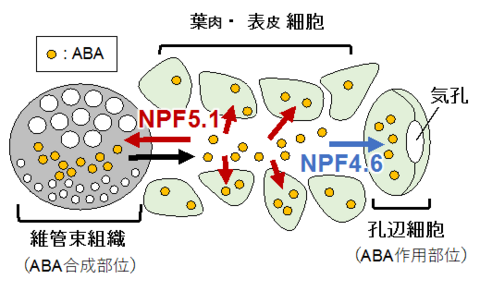 〔プレスリリース〕アブシシン酸の輸送を介した気孔開度の調節 －二つのアブシシン酸輸送体の異なる機能を解明－