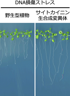 〔プレスリリース〕植物はDNAに傷が入った時、柔軟に対処する独自のしくみを持っている 〜２種の植物ホルモンを使い分けて統御する機構を解明 環境ストレスに強い農作物の作出に期待～