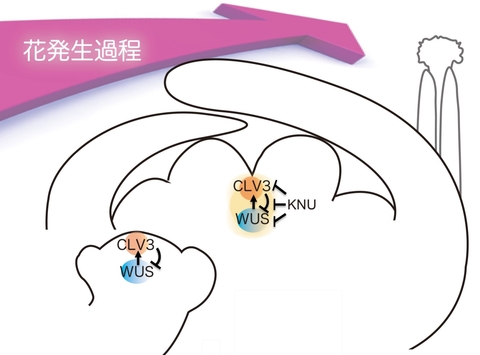〔プレスリリース〕効率的な花づくりのため、幹細胞の増殖を止め、分化させる仕組み発見 ～主役の多機能タンパク質の作用を解明～ 農作物の種子増産に期待