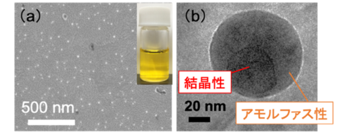 【プレスリリース】完熟トマトは何故あんなに赤い？ ～カロテノイド微粒子の歪んだ現実～