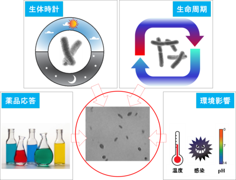 ［プレスリリース］大腸菌など微小な細菌を姿の違いで自律的に分離 高精度なマイクロ流体デバイスを初めて開発 ～創薬、治療法の開発や生命科学研究の質向上に期待～