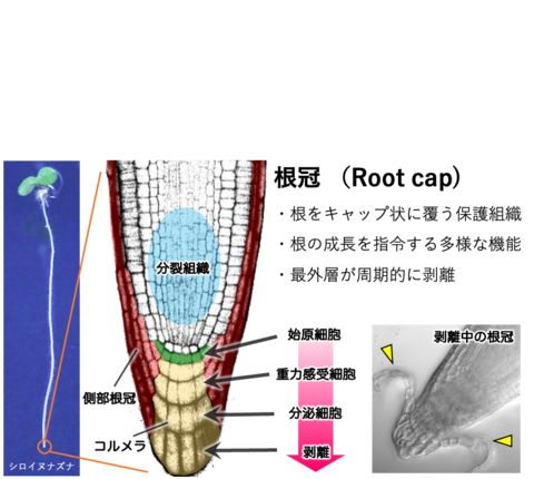 ［プレスリリース］根の先端の細胞がスムーズに剥がれ落ちる仕組みを解明 －オートファジーが細胞を作り変えていたー
