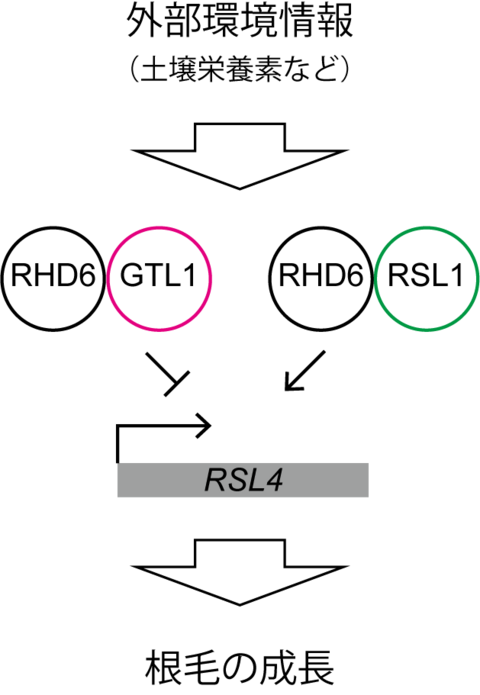 ［プレスリリース］栄養が豊富過ぎると根毛は伸びなくなる －植物が環境に応じて大胆に成長を制御する仕組みを解明－