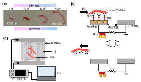 【プレスリリース】ネムリユスリカ幼虫を用いた生存圏探索デバイス－乾燥耐性生物を用いた環境センシング－