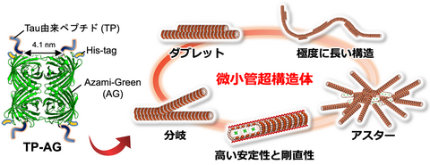 【プレスリリース】ペプチド融合タンパク質を用いた微小管「超」構造体の構築に初めて成功 〜分子ロボットなどのナノ材料への応用や繊毛・鞭毛の形成原理の解明に期待～