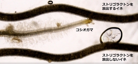 【プレスリリース】寄生植物が宿主に接近するメカニズムの解明 －病害寄生雑草による農業被害を防ぐ方法の開発に期待－