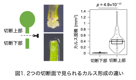 【プレスリリース】植物が切断されても、傷口を修復してつなげる仕組みを解明 オーキシンが再生遺伝子を活性化して細胞塊形成 接ぎ木など園芸や食料増産に期待