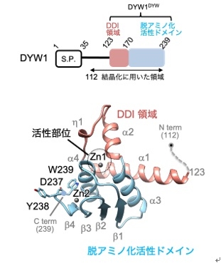 【プレスリリース】植物RNA編集機構を立体構造から解明 〜制御可能な遺伝子操作技術の開発へ新しい一歩