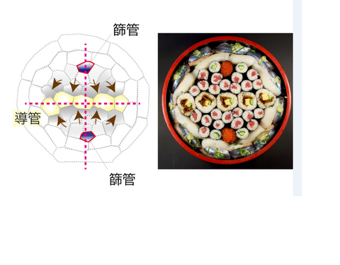 【プレスリリース】植物は細胞を