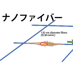 【プレスリリース】生体内を移動する細胞の基本的な振る舞いをとらえた 足場となる繊維状タンパク質を1本のナノファイバーで再現 ～がん細胞の転移の動的な仕組みの解明などに期待～
