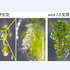 【プレスリリース】芽を生み出すかどうか、植物カルス細胞の分化を運命づける因子をつきとめた 植物の器官再生能力を制御する新たな仕組みを発見 〜農作物の組織培養効率を飛躍的に改善する技術開発に期待〜
