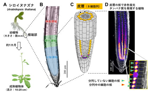 【プレスリリース】根を成長させる細胞群の振る舞いをつぶさに計測し その変化を明確に提示する技術を開発 ― 自動顕微鏡・人工知能・人間拡張工学の融合で実現 －