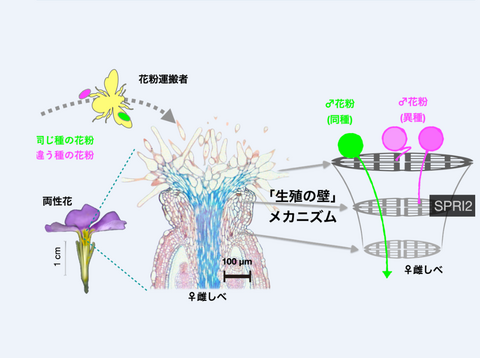【プレスリリース】「生殖の壁」をつくるマスター因子の発見 ――種を超えた自在な作物育種へ――