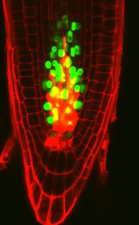 死滅した幹細胞を再生する植物独自のしくみを発見