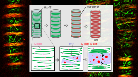 【プレスリリース】植物の