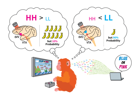【プレスリリース】リスクと報酬の意思決定バランスを光で調節 - 精神神経疾患の病態解明に期待 -