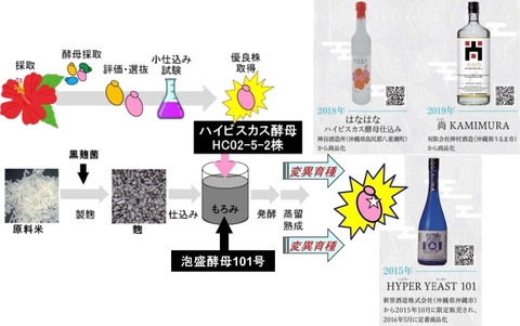 【プレスリリース】沖縄の島バナナから酵母を単離し、 バナナの香り成分を高生産する新たな株の育種に成功！！ ～フルーティーな風味の新たな泡盛開発に応用～