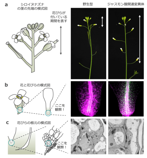 【プレスリリース】花が散りゆく仕組みを遺伝子から解明 〜オートファジーにより、古い花びらの根本を狙い撃ちして除去していた〜 作物や花卉の落花時期の調節も可能に