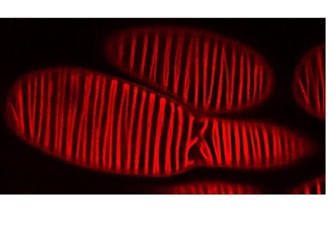 【プレスリリース】植物の水輸送能力はタンパク質修飾が決める ――道管機能制御による穀物・バイオマス増産に弾み――