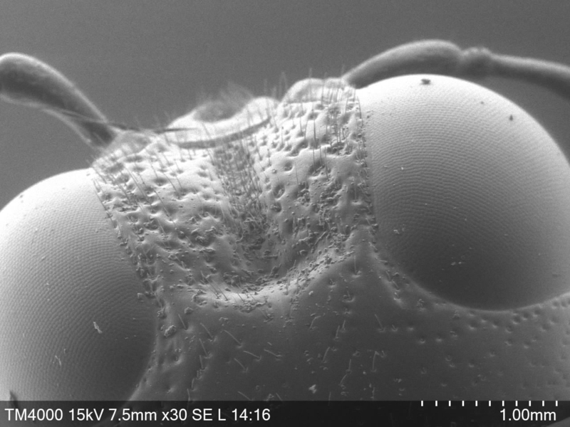 「技術職員と親子で遊ぼう！ 夏休み子どもサイエンス2024 オンサイト会場 奈良先端大」を実施（2024/08/02）　