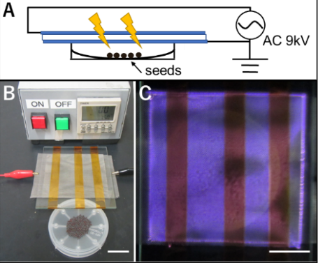 常温大気圧プラズマ照射によって、アブラナ科植物種子の発芽率を向上 〜農業現場での応用に期待〜