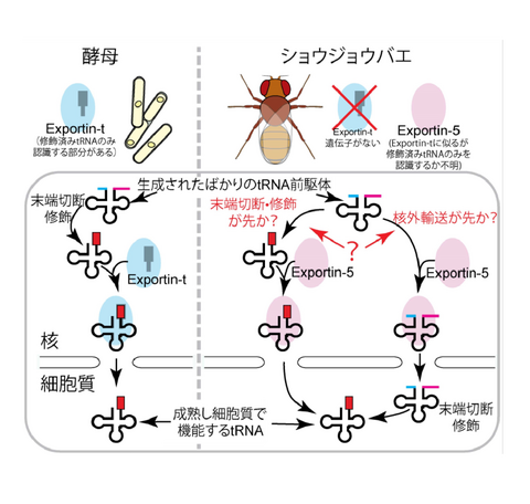 【プレスリリース】遺伝情報の伝達役のRNA分子を認識する新たな機構を発見 tRNAの前駆体が成熟する前に核外輸送因子により運び出されていた ～高等動物の生命を維持する機構の進化の理解に貢献～