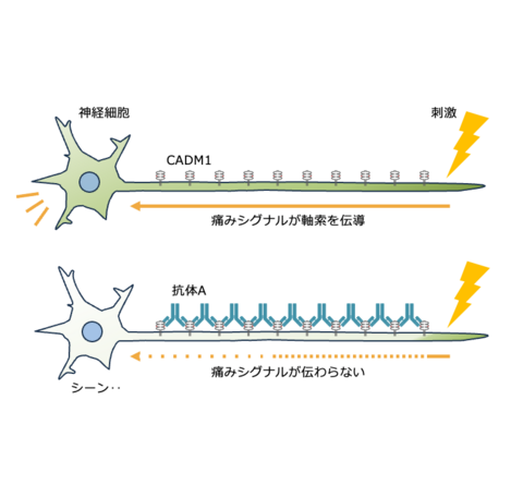 【プレスリリース】体内で神経に集積して疼痛を抑制する抗体を独自に作製 長時間効果を発揮する鎮痛薬への応用に期待