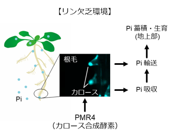 【プレスリリース】植物は葉の病原菌感染を防ぐ細胞壁強化酵素を 根で栄養獲得にも活用していた 必須元素のリンの吸収力を向上 植物の免疫制御因子の新たな働きを発見