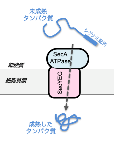 【プレスリリース】タンパク質分子が細胞膜を通り抜ける過程の可視化に成功 〜ナノスケールの生命活動の動的な分子メカニズムの解明に新たな道拓く〜