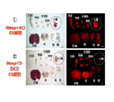 【プレスリリース】マウス体内でラットの心臓を持つキメラ動物の作製に成功 ～再生臓器の移植医療への応用に新たな道拓く～