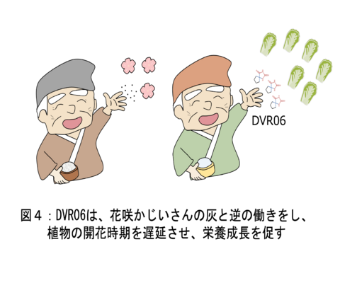 【プレスリリース】花を咲かせる時期を遅延させる新規低分子化合物を発見 春化に関わる遺伝子の脱抑制の機構を解明 ～植物の成長タイミングを自在に操作し、環境の変化に耐える作物を得る技術開発へ～