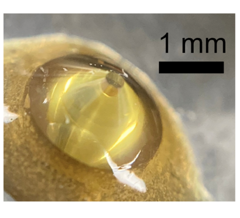 【プレスリリース】ヒメダイヤの新たな応用 蛍光X線ホログラフィーの高圧下での測定に成功 ～特定元素周りの原子位置の3次元的可視化～ 