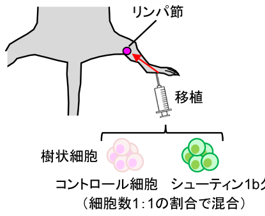 【プレスリリース】細胞移動と悪性脳腫瘍の浸潤を推進する仕組みを解明 ～難治性がんの治療法開発に期待～