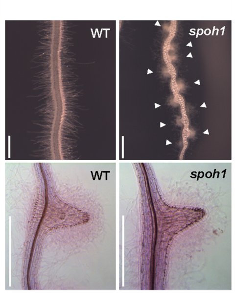 【プレスリリース】寄生植物は自分の仲間をなぜ襲わない? ～「自己回避」の仕組みを世界で初めて解明～ 寄生雑草の新たな防除戦略に期待