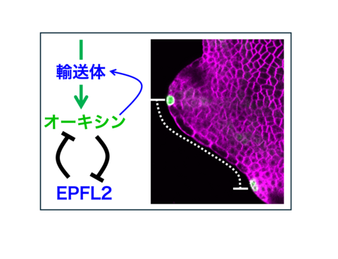 【プレスリリース】植物の形態にひそむ周期性を変調させる仕組みを発見 魅力的な花き類の創出に期待