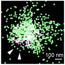 【プレスリリース】細胞表面の突起がちぎれて生じる細胞外小胞はタンパク質を高効率に送達していた ー 遺伝子編集酵素も機能的に輸送可能に ー 老化やがんの研究を促進する発見に期待