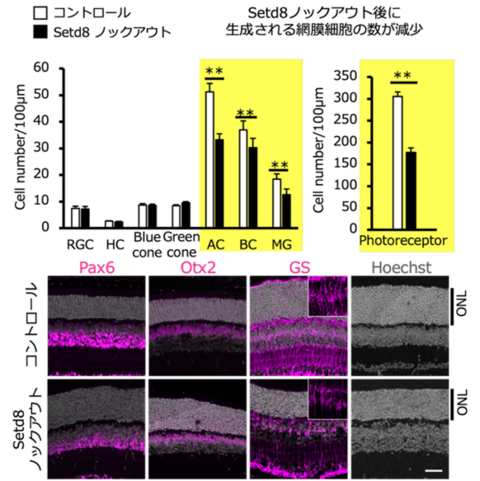 【プレスリリース】網膜形成を担う網膜前駆細胞の分化・再生機能を長く維持するための因子を特定 クロマチンの構造変化を制御する酵素が、遺伝子発現を安定化していた ～網膜再生研究への応用に～