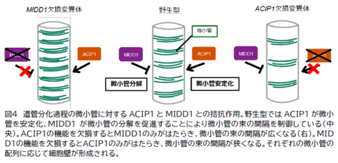【プレスリリース】植物の道管の形を精密に制御する新機構を解明 ～植物の環境応答能力強化へ新たな道～