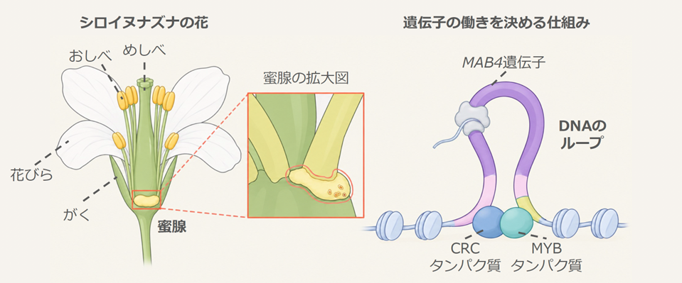 花が蜜を作る器官「蜜腺」を育てる仕組みを解明 ～DNAが輪をつくり、成長を促す～
