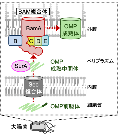 細菌の外膜タンパク質を「手渡し」する分子の動きを解明 ～分子シャペロンSurAとBAM複合体の4つの構造から見えた動的なタンパク質受け渡し機構～