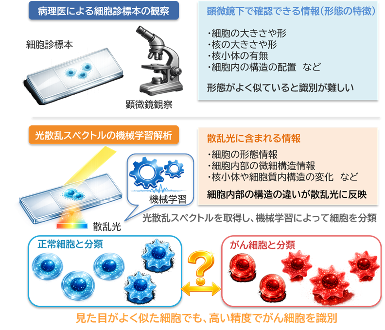 より高精度にがん細胞を見分ける原理を発見 ～がん細胞の診断を支援する新たな細胞診断技術～