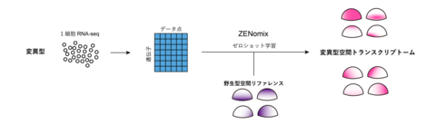 設計図なしでバラバラな細胞たちをパズルのように組み立てる 〜教師データなしに変異体の遺伝子発現マップを予測する機械学習法〜