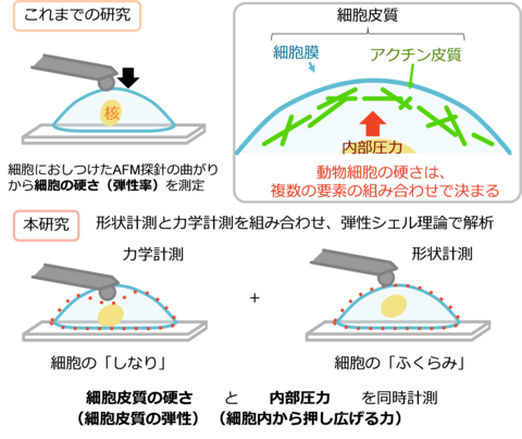 薄い殻（シェル）のように力を支える細胞構造を明らかに ～細胞の硬さと内部圧力の同時評価に成功～
